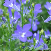 모종 /로벨리아 10cm포트 /4개 Y006, 4개