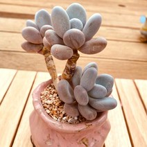 홍미인 키우기 다육식물 화분별도1-50 랜덤, 단품, 1개