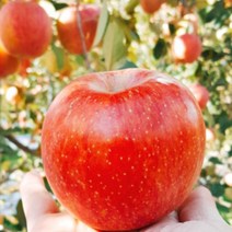 포천사과 한탄강사과 썬애플 5kg 15-18과 운악산 주상절리사과 프리미엄