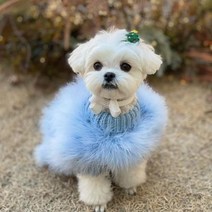 2023 화려한 강아지 옷 디자이너 개 작은 고양이 럭셔리 스웨터 슈나우저 요크 푸들 모피 코트, B1521 Blue Sweater+S