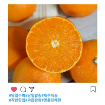 [산지직송]제주 천혜향 로얄과, 5kg 25과 내외