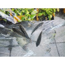 투명천막 우레탄창 테라스원단 행사용 방풍 캠핑, PVC 투명 방수포, 1.8x3m