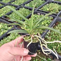 자홍선 색화풍란 소엽풍란 부귀란 (소)