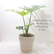 *쟈스민 식물* 호프셀렘, 1개, 독일토분 흰색