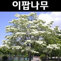 이팝나무 실생2년(특) 뿌리 5개/나무 묘목/활엽수/정원용