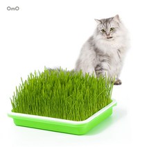 캣그라스 재배기 키트 고양이간식 보리 캣닢 글라스 고양이 수경재배, 02. 뚜껑형