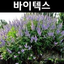 좀목형/바이텍스 나무 묘목 쇼얼크릭 포트 5개/정원/공원/조경수
