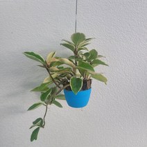 플랜테리어 카노사화이트 소품 35-50cm 59