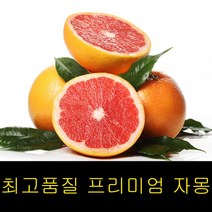 고씨네 특급 메로골드자몽 자몽 3kg 자몽청만들기 자몽효능 자몽청 자몽에이드 청자몽 레드자몽 자몽차