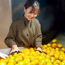 훈이네농장 산지직송 제주 햇 노지 감귤 5kg 10kg 불만족시 무료반품 제주노지감귤, 10kg(S과), 1개