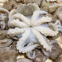 브랜드없음 서해안 태안 신진도 활쭈꾸미 1kg (15미 내외), 단품없음