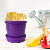 미니 콩나물키우기 식물 기르기 관찰일지 세트 공방 블록방