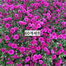 골드씨드 노지월동 국화 모종 60개 세트 월동가능한 국화 다년생식물 야생화 4치포트 금방울 국화월동 다년생 국화, 60개노랑