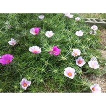 [명일원] 쥬웰 채송화 1포트, 1개