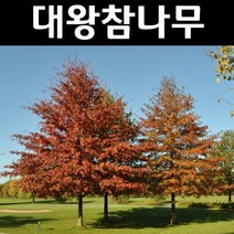 대왕참나무/핀오크 묘목 실생2년 뿌리 특묘 3개/정원/공원/조경수