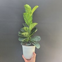 공기정화식물 화분 반려식물 떡갈고무나무 중품 305089