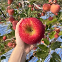 (당일출고) 미담농산 빨간 햇부사 꿀사과 흠과 주스용 정품, 3kg 정품 대과