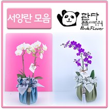 PFA002 카페 창업 개업 선물 꽃 호접란 화분 서양란, 선물 서양란, 8.아마빌리스(PFA028)