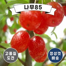 (나무85) 보리수 나무 묘목, 2. 왕보리수 R3
