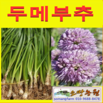 (W소망)두메부추모종(2년차 종근) 50개