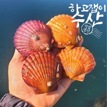 하고잽이수산 브러시세척 깔끔한 통영 석화 굴 (조개칼+회초장증정), 홍가리비, 3kg