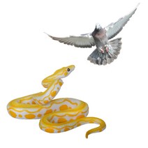 에어컨실외기 비둘기퇴치 뱀모형 비둘기가 싫어하는것, 브라운