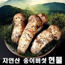 2023년 최고급 자연산 송이 버섯 자연 추석 설날 명절 선물세트 500g, 특등급9cm이상 500g