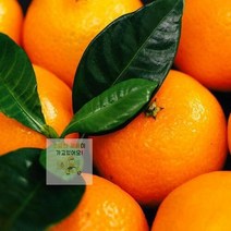 HL) 천혜향 1kg 제주천혜향 제주 과일 제철과일 국내산