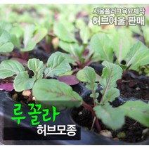 루꼴라 (식용허브/로켓샐러드) 서울육묘생산 정품허브모종, 10개
