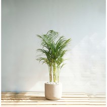 플라워바인 아레카야자 빈티지웜그레이 폴리스톤라운드화분 실내 거실식물, 추가+3천원, 바퀴형+8천원