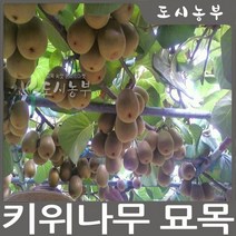 키위 숫나무(도마리) 접목1년 나무 묘목 원예, 골드키위(숫)접목1년*뿌리