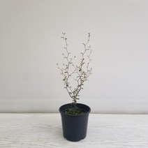 온누리농원 마오리소포라