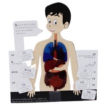 인체 몸속 장기기관 맞추기 5인 세트 창작교실 인체탐구 인체교육 내부구조