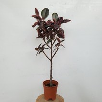 54900 루비수채화 고무나무 대품 수입식물 80~120cm, 1개