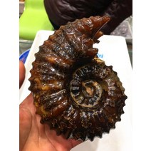 암모나이트 화석 삼엽충 화석 과학 준비물 장식품 천연 광택 염소 뿔 마다가스카르