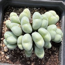 올식스 빌로붐 코노피튬 리톱스 다육식물 다육이 키우기 공기정화식물 개업화분