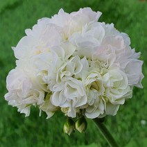 예쁜제라늄 유럽제라늄 화이트킹 농장직송 모종, 1개