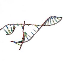 포디랜드 포디프레임 4D 생명체의 설계도 DNA 복제 과정 분자구조모형