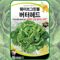주주씨앗 채소 씨앗 모음 / 상추 쌈채소 유럽상추 치커리 다채 시금치 등, 16. 웨이브그린볼버터헤드 1000립, 1개