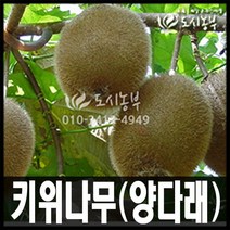 키위(양다래)나무 묘목/접목묘 종류별 판매/도시농부, 골드키위  접목1년(1주)