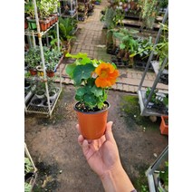 2900 한련화 소품 야생화 10~30cm