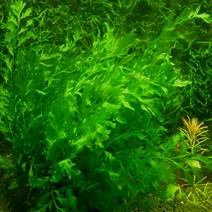 고피쉬 볼비티스 2잎 / 5잎 (활착용수초), 5잎 1뿌리