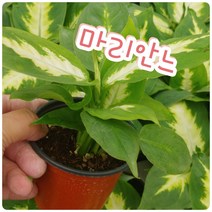 꽃나라엘리스 마리안느-프랑스에서 미국에 선물한 자유의 여신상이 마리안의 분신이라네요