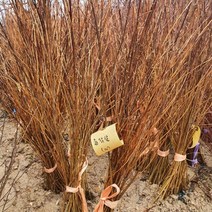 좀작살 10주 / 키80cm (작살나무)