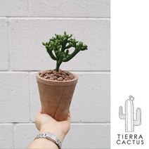 빈티지 토분에 담긴 4종 올리브 연필 멕시코소철 문샤인 - 더티빈티지 토분M 2color, 연필선인장/빈티지그레이(받침포함)