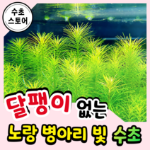 [수초스토어] 검역 옐로오란다플랜트 5촉 / 구피 새우 어항 수초 쉬운 키우기 예쁜 은신처 중경 후경 초보 자연 풍성한 흑사 무이탄 치어 베타 열대어