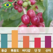 캅카와 생두 브라질 로열 몬테까르멜로 허니골드 (뉴크롭), 1kg