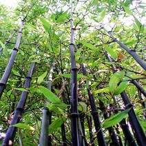 충주원예조경 / 대나무(오죽) / 1.2m~1.5m (5주묶음), 주