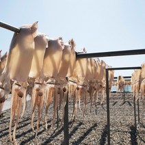 (국내산 피데기) 반건조 오징어 10미 (900g 내외), (국내산)반건조 오징어 10마리 (900g내외)