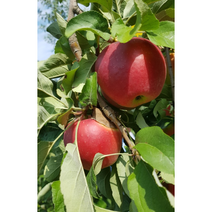 보람농자재 미니사과(루비에스), 성목R5*분(결실주), 1개